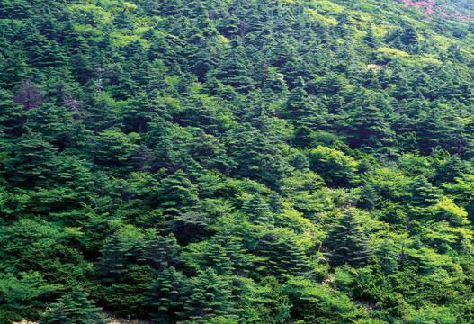 季節(jié)性