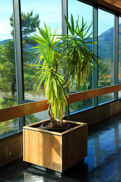 在博訥維爾室內(nèi)植物；俄勒岡。