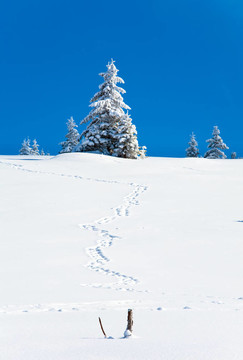 冬季雪杉樹和雪上的痕跡