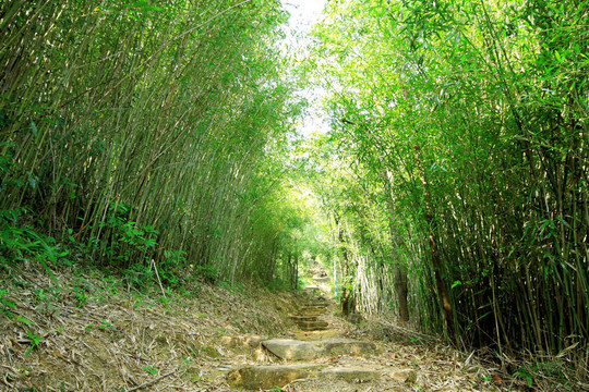 綠色竹林--一條通往臺灣茂密竹林的小路