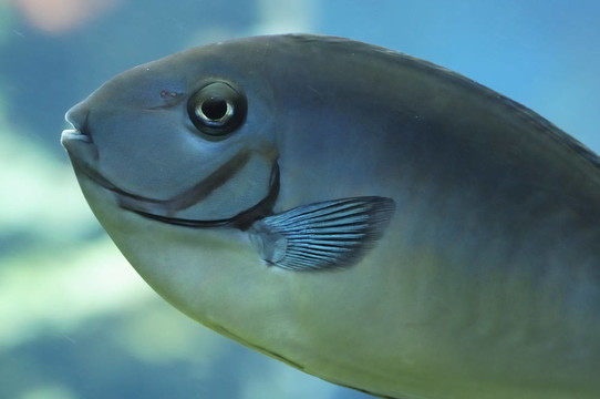絲尾鼻魚(yú)