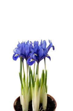 藍色鳶尾花