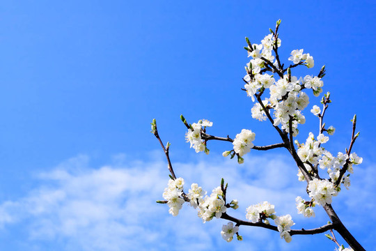 蘋果花