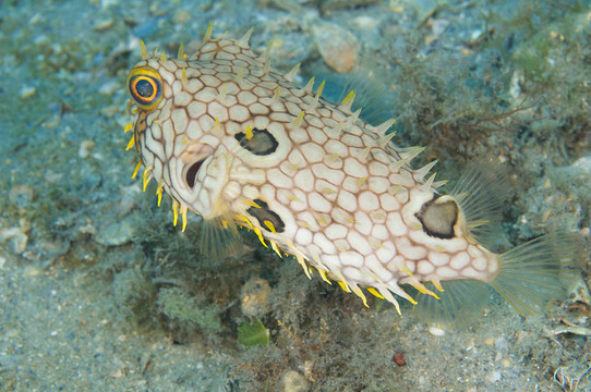 Webbed Burrfish；在東南佛羅里達州圖片。