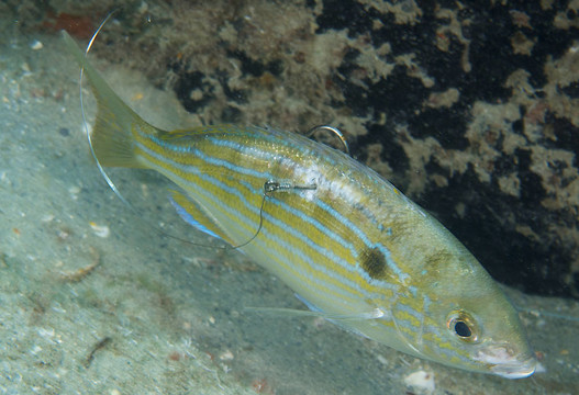 在回魚鉤Pinfish；棕櫚灘縣佛羅里達(dá)拍攝的圖片。