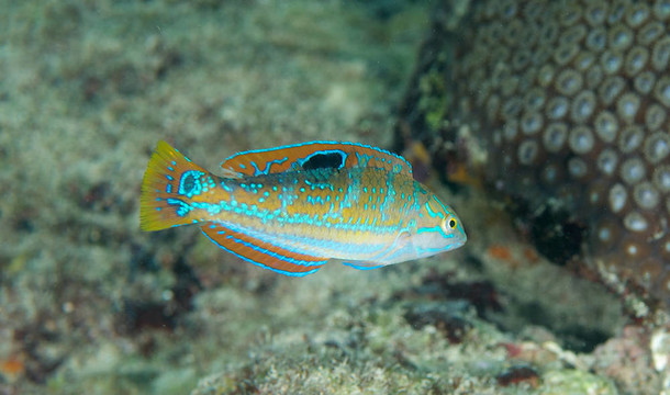 少年輻紋海豬魚(yú)在佛羅里達(dá)州東南部的珊瑚礁。