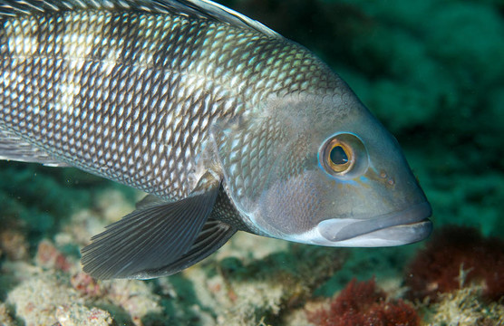 在佛羅里達(dá)州東南部礁黑鱸魚