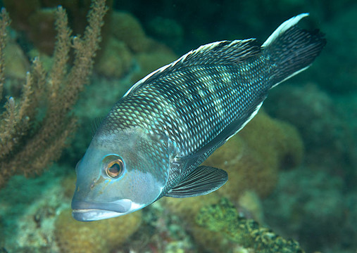在佛羅里達(dá)州東南部礁黑鱸魚