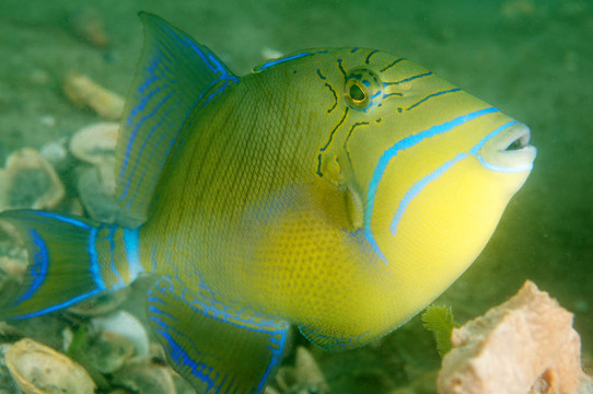 Queen Triggerfish；在東南佛羅里達(dá)州圖片。