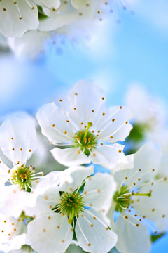 蘋(píng)果花