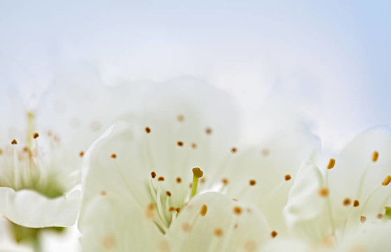 蘋果花