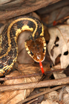 Garter Snake（Thamnophis sirtalis）