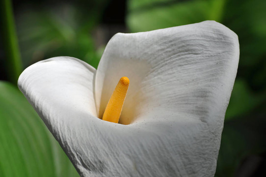White Arum Lily（馬蹄蓮）
