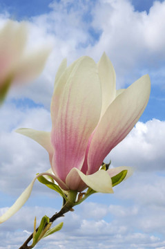 木蘭花