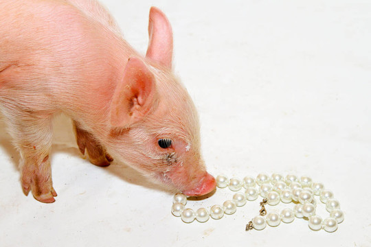 珍珠在仔豬