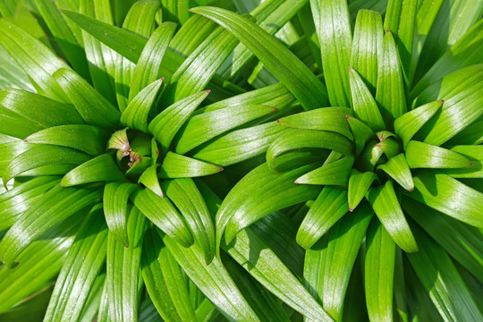 百合花蕾