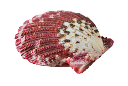 海洋貝殼