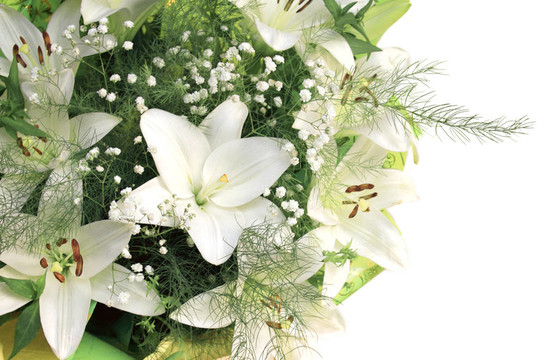 白色百合花