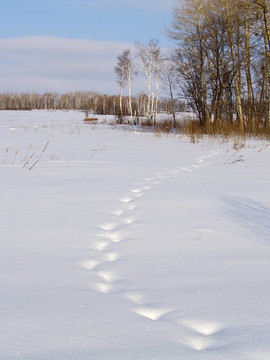 雪地上的動物痕跡