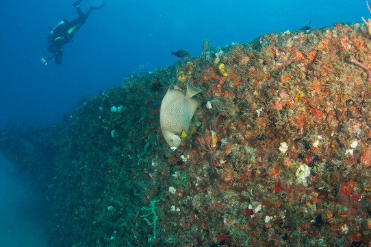 珊瑚鑲嵌的船體的人工魚礁；東南佛羅里達(dá)州。