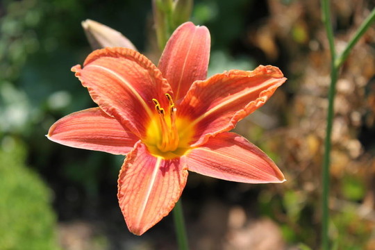 Daylily（Hemerocallis fulva）