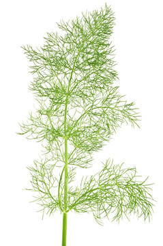 野生茴香特寫白色