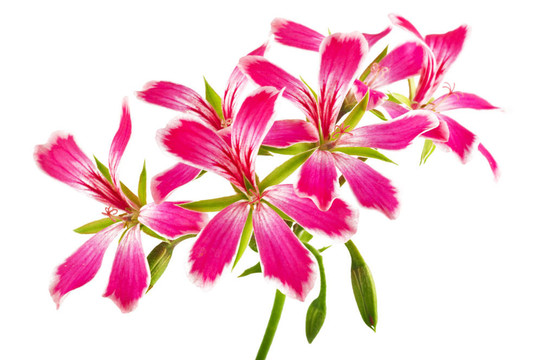 白色背景上的花