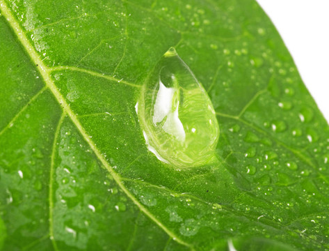 美麗的水滴在葉片特寫
