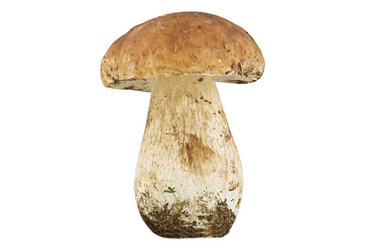 蘑菇在白