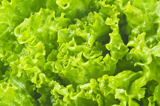 白色的新鮮生菜
