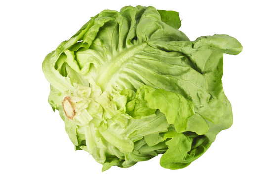 白色背景上的生菜