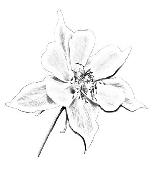 由一個單一的科羅拉多科倫照片素描；Aquilegia caerulea