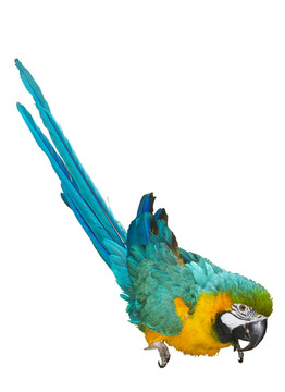 藍(lán)色和黃色的macaw_ara ararauna在白色背景