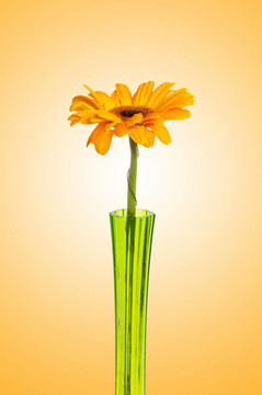 Orange gerbera對(duì)梯度背景