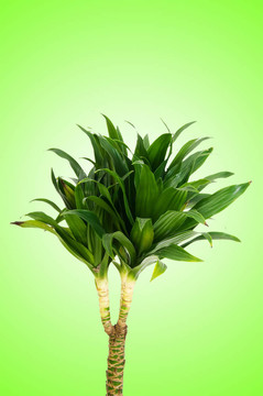 龍血樹屬植物對漸變背景