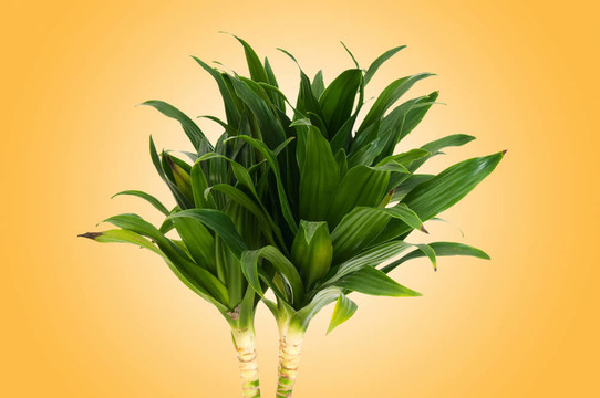 龍血樹屬植物對漸變背景