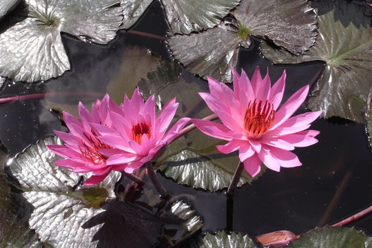 荷花