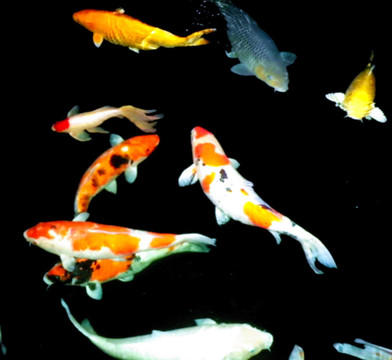 錦鯉和金魚系列之一