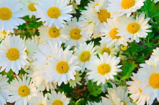 camomiles花卉在自然觀