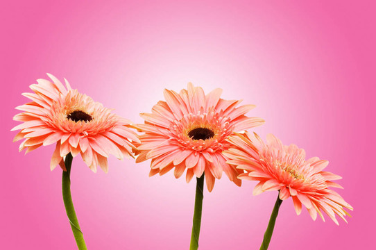 背景Gerbera flowers