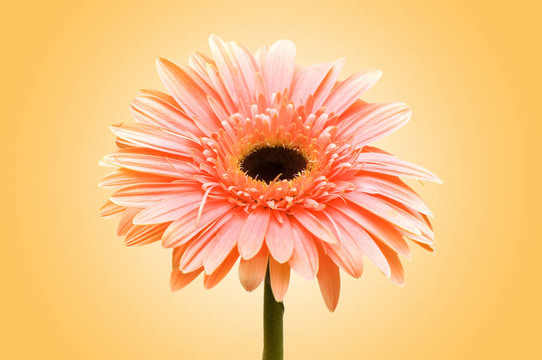 背景Gerbera flowers