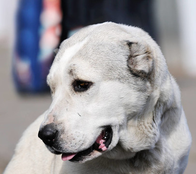 亞洲牧羊犬肖像