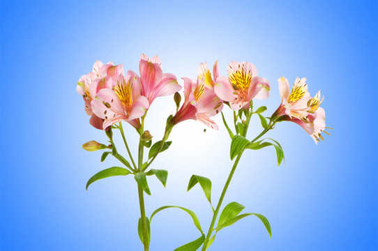 漸變背景的彩色百合