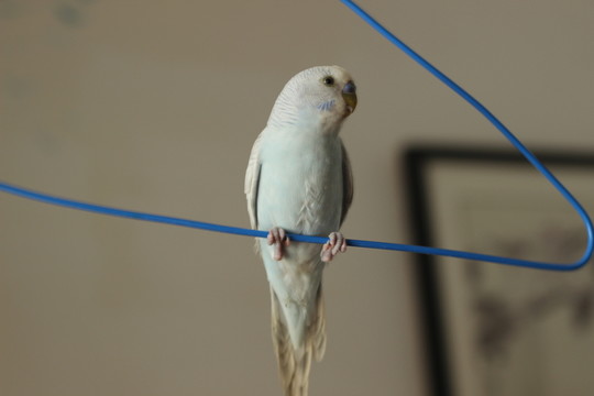 虎皮鸚鵡