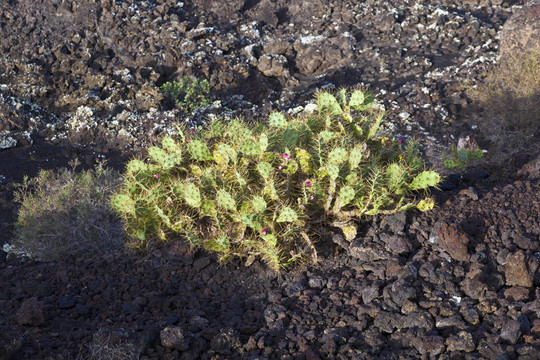火山石上生長的植物
