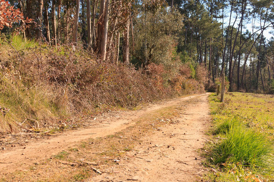 陽光下的土路槽樹林；葡萄牙