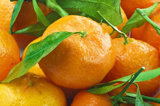 Tangerine夜店和樹葉特寫