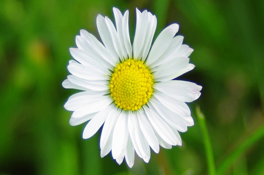 花園里的菊花花