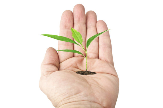 帶植物的開放式手