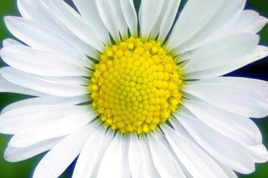 花園里的菊花花